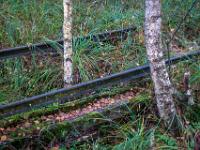 Junge Birken und verrottete Gleise